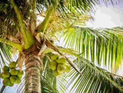 Produksi Buah Kelapa di Pangandaran Mencapai 13.000 Butir per Semester