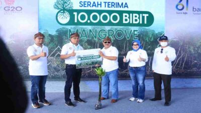bank bjb Dukung Gerakan APU PPT, 2061 Pohon Mangrove Ditanam di Pangandaran