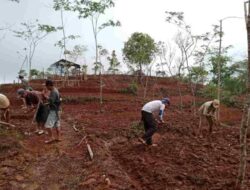 Petani Cimanggu Langkaplancar Tanam Sorgum di Lahan Kosong