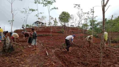Petani Cimanggu Langkaplancar Tanam Sorgum di Lahan Kosong
