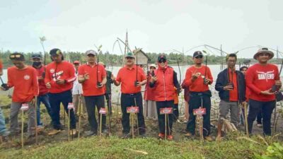 PDI Perjuangan Peringati HUT ke 50 dengan Menanam Mangrove di Tanjung Cemara Pangandaran